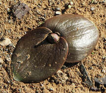 Image of Common Hedgehog Lily