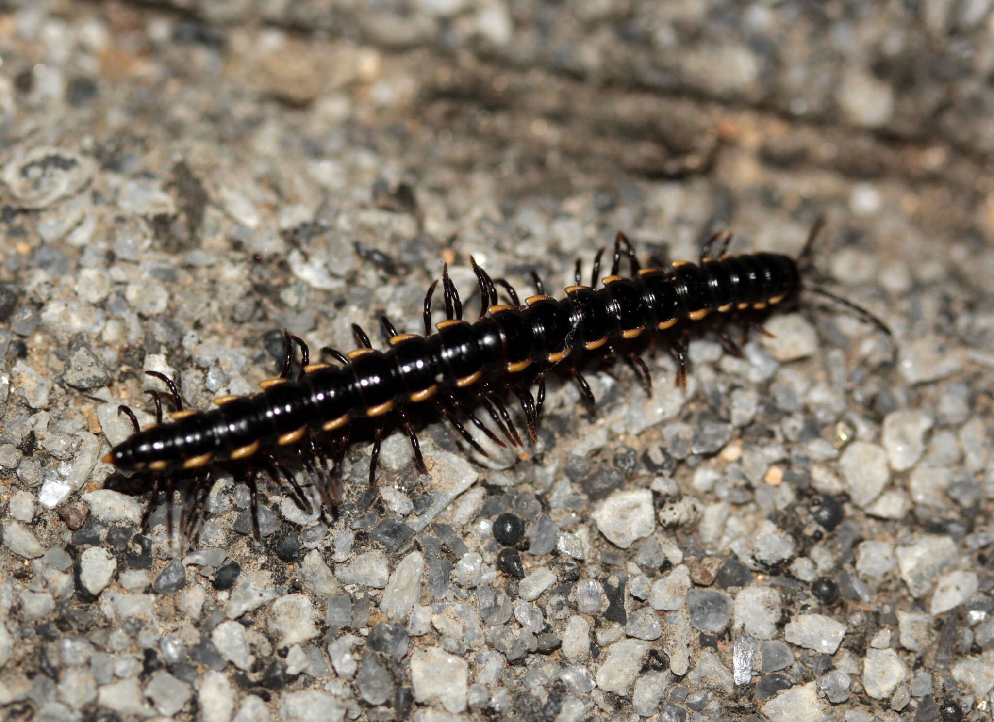 Image de Orthomorphella pekuensis (Karsch 1881)