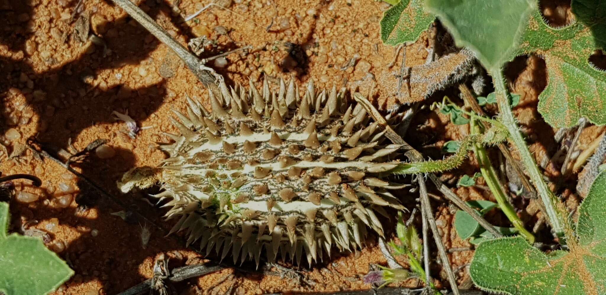 Image of African Wild Cucumber