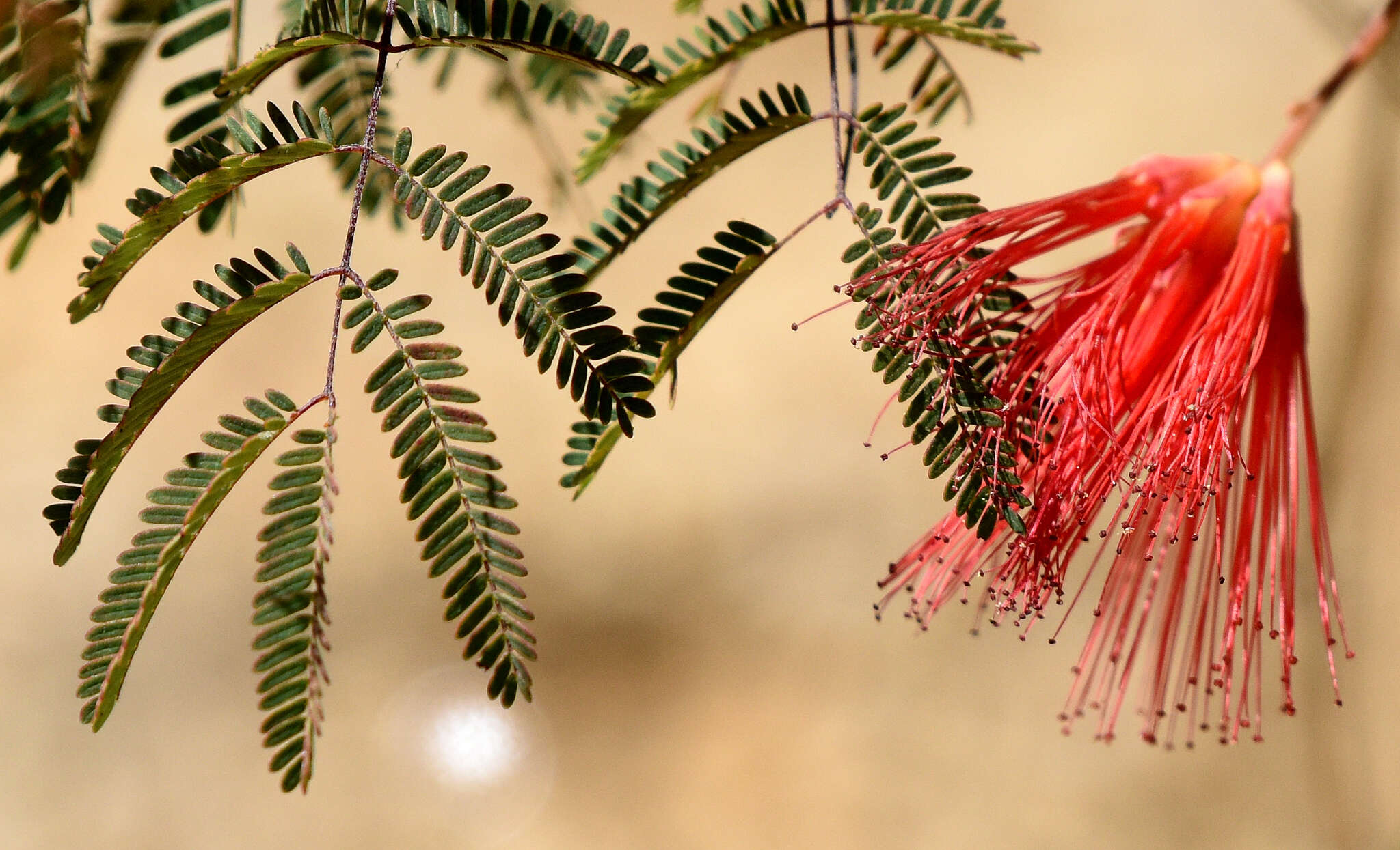 Image of Calliandra peninsularis Rose