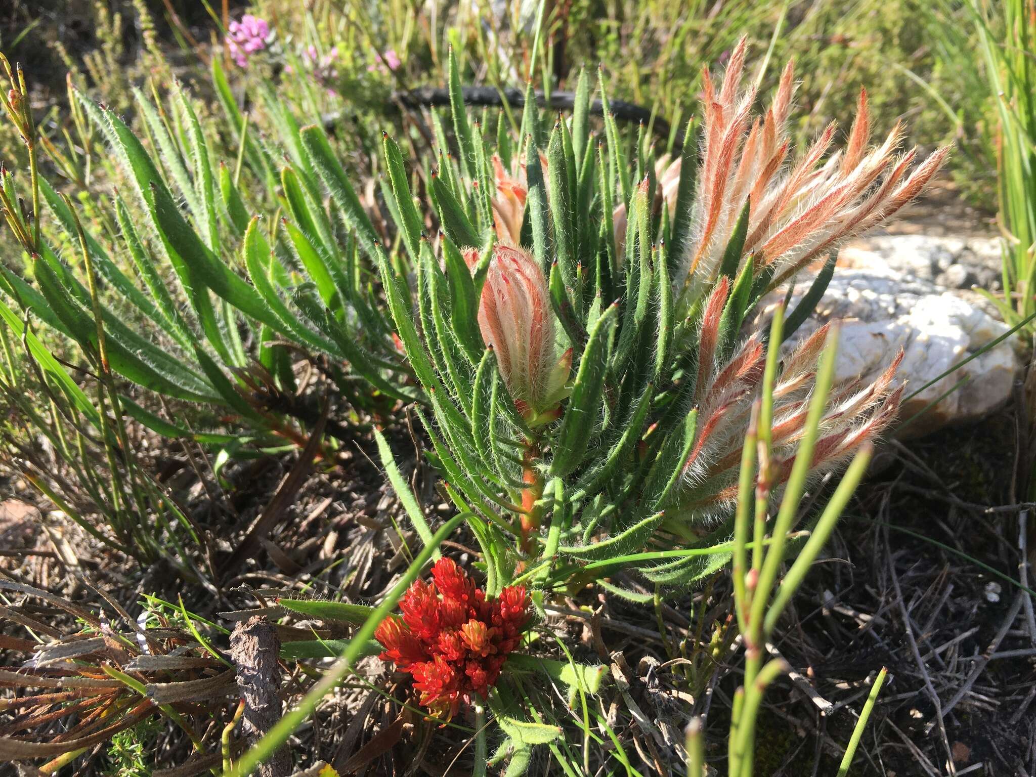 Image de Protea denticulata Rourke