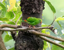 Imagem de Loriculus philippensis regulus Souancé 1856