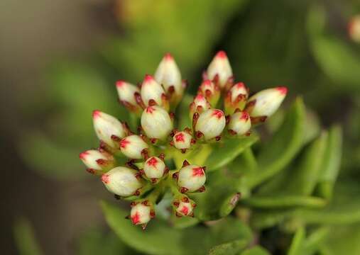 Image of Crassula sarcocaulis subsp. sarcocaulis