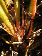 Image of Anthurium urvilleanum Schott