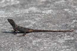 Image of Green Fan-throated lizard