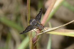 Image of Hemipenthes velutina (Meigen 1820)