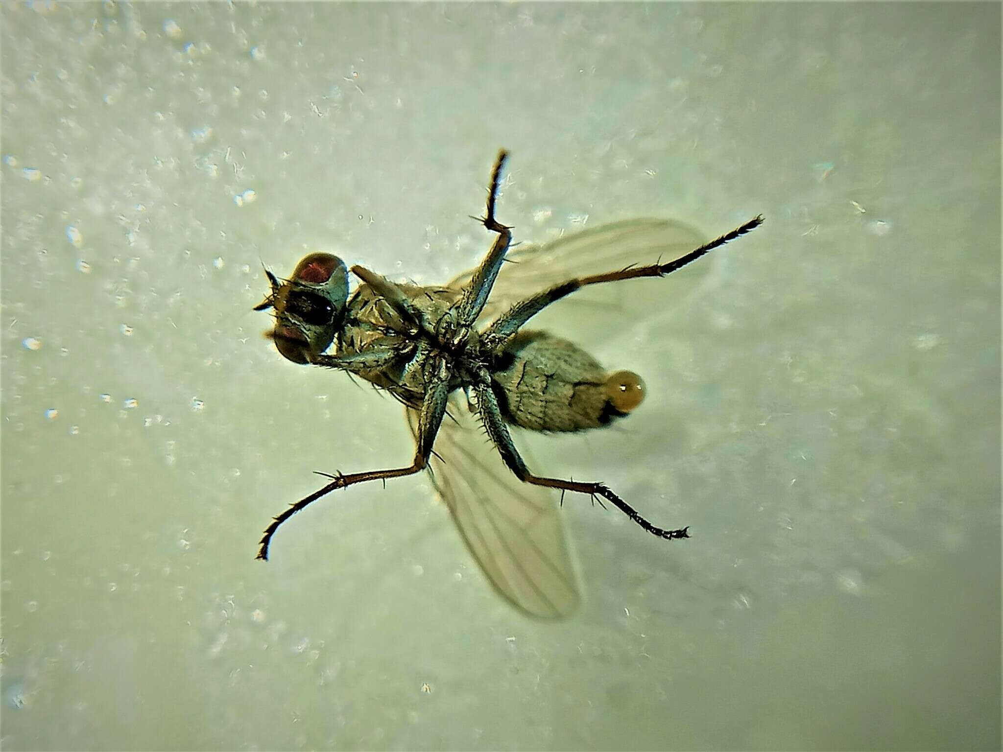 Image of Fly