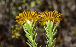 Image of Oedera pungens subsp. pungens