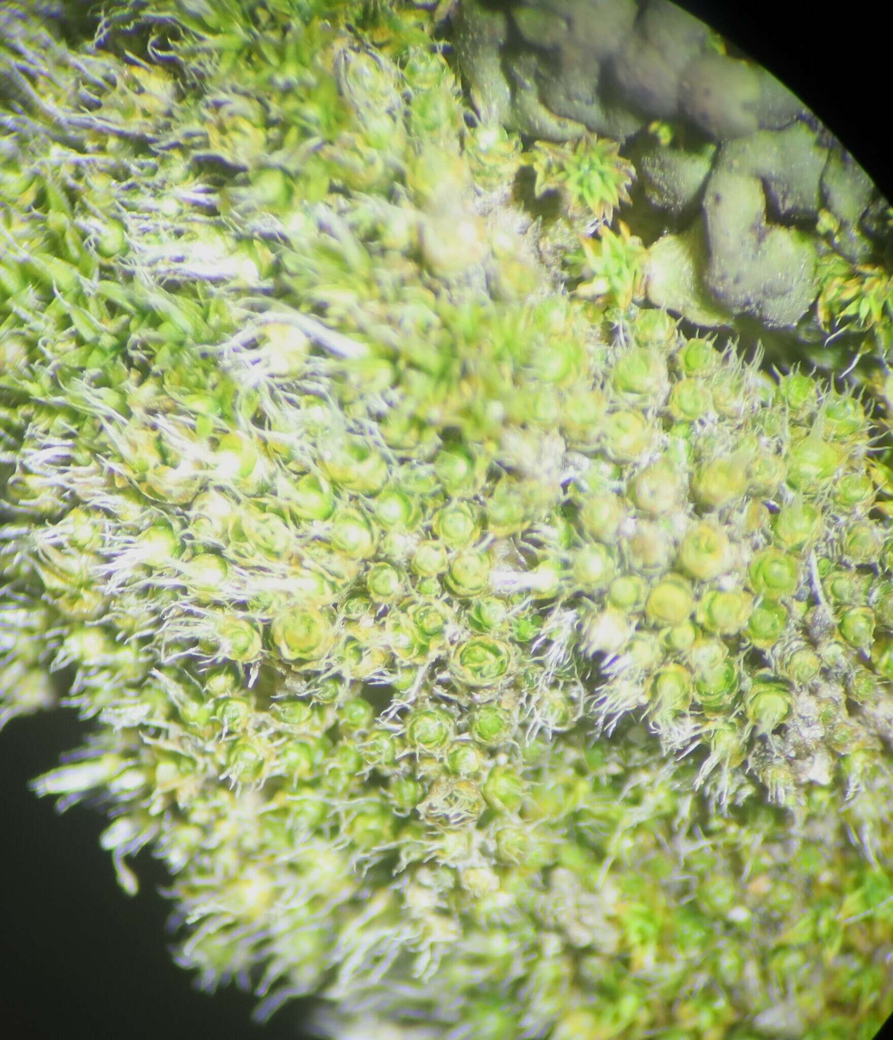 Image of Wright's jaffueliobryum moss