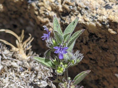 Image of San Jacinto bluecurls