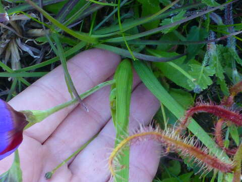 Image of Geissorhiza eurystigma L. Bolus