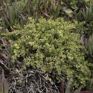 Image of Baccharis pilularis subsp. pilularis