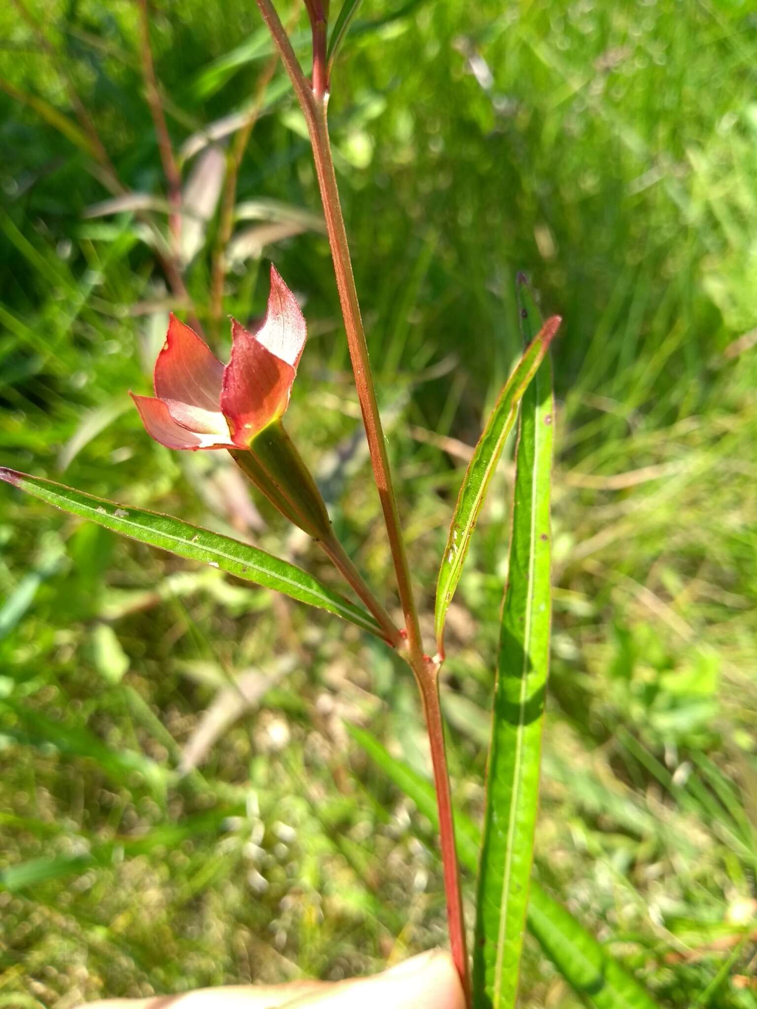 Слика од Ludwigia longifolia (DC.) Hara