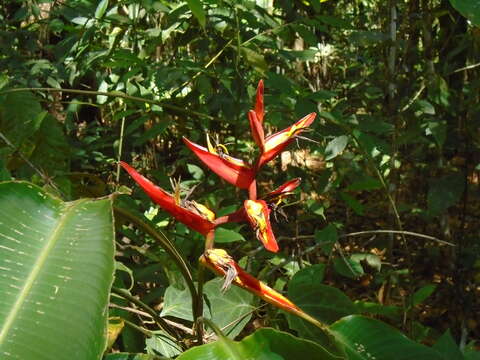 Image of Heliconia tortuosa Griggs