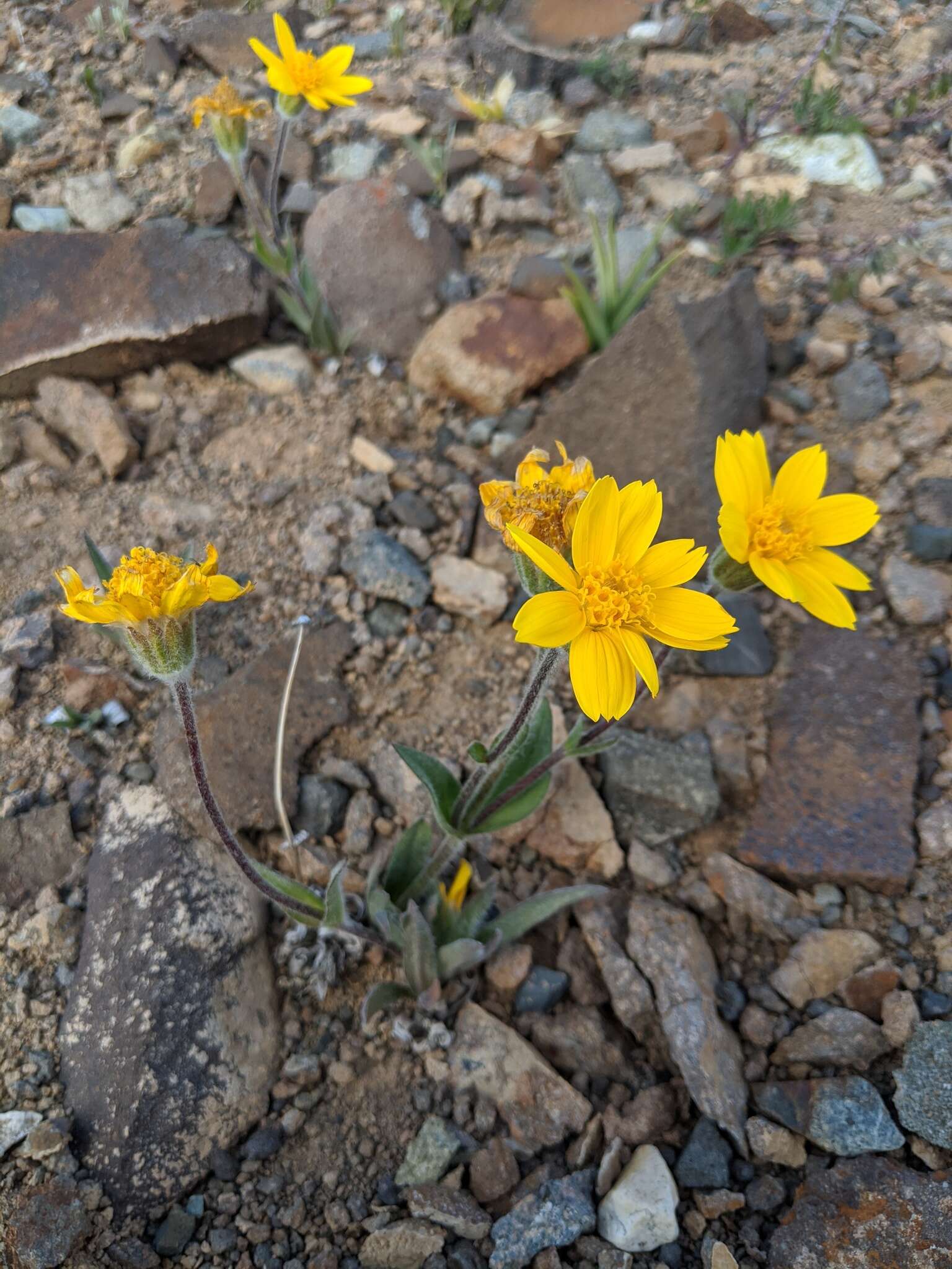 Image of narrowleaf arnica