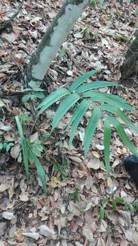 Image of Zamia encephalartoides D. W. Stev.