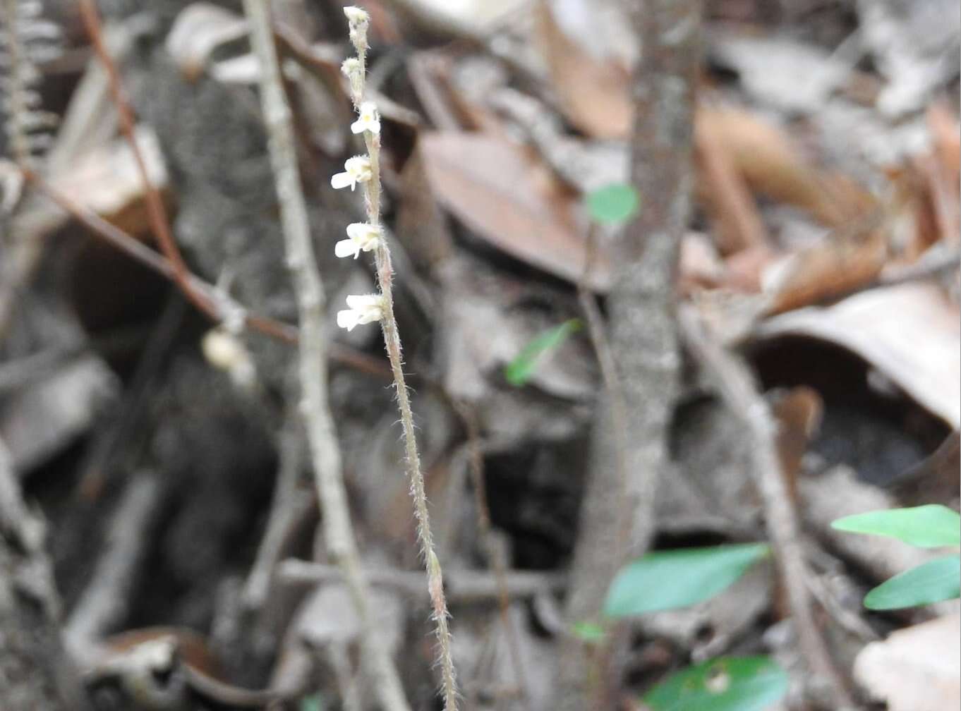 Image of Cleric's Collar Orchid