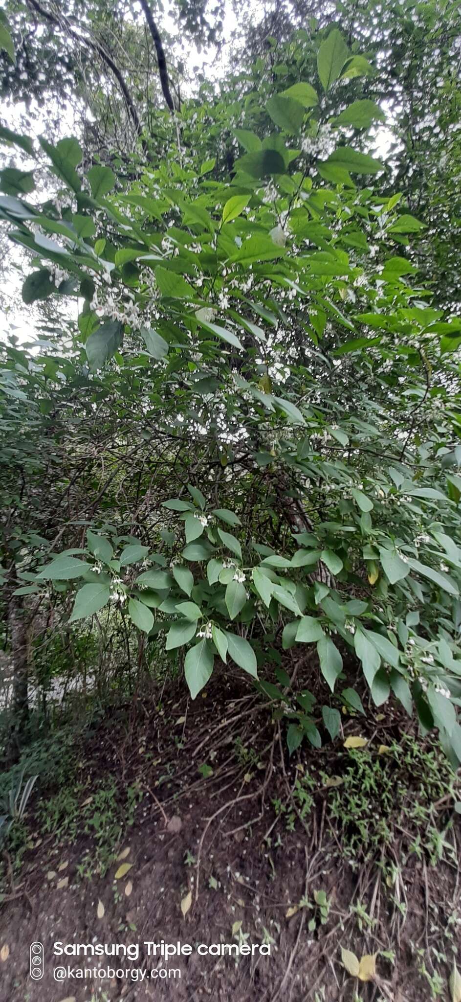 Plancia ëd Solanum corumbense S. L. Moore