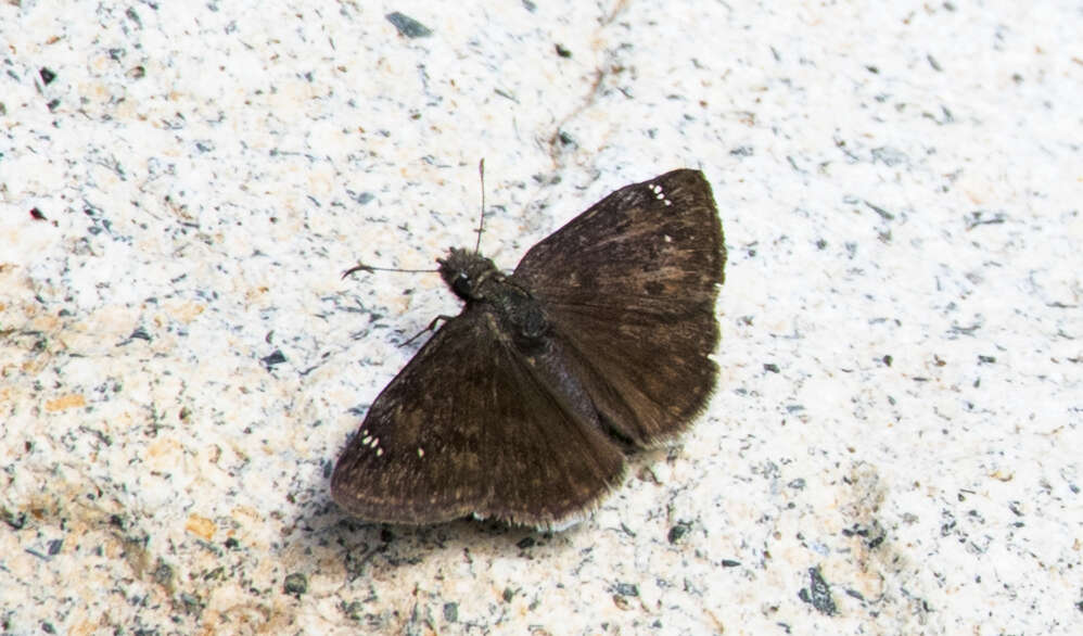 Image of Afranius Duskywing