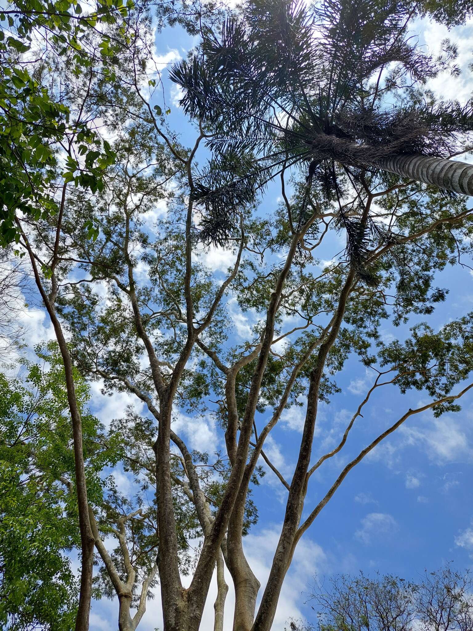 Image of Silk tree