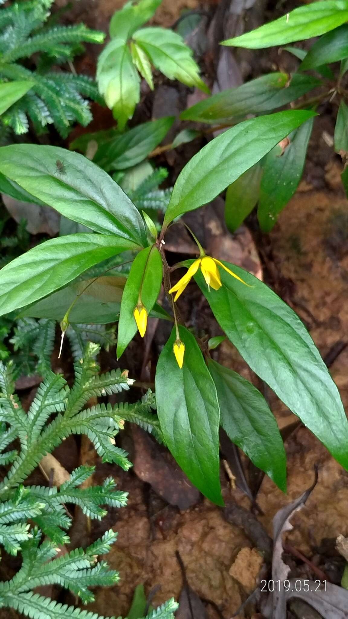 Image of Lysimachia ardisioides Masam.