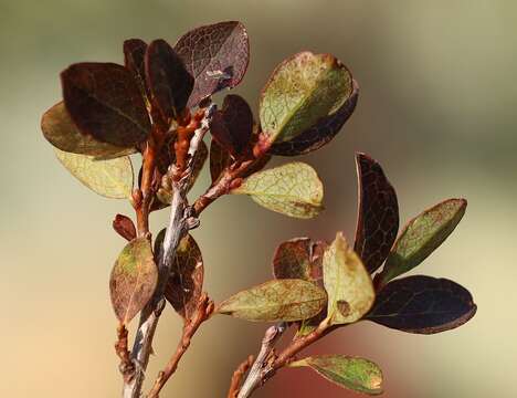 Image of Vaccinium uliginosum subsp. microphyllum Lange