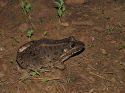 Imagem de Leptodactylus macrosternum Miranda-Ribeiro 1926