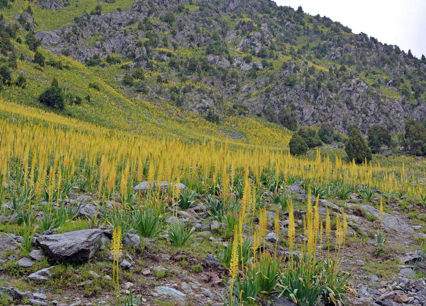 Image of Eremurus fuscus (O. Fedtsch.) Vved.