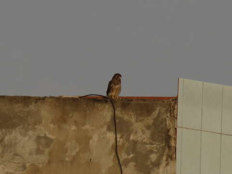 Image of kestrel, common kestrel