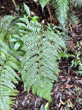 Image of Microlepia trichocarpa Hayata