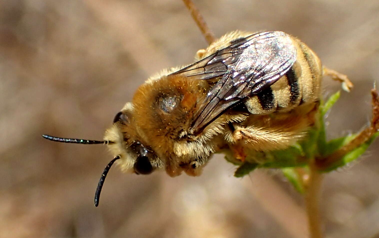 Image of Tetraloniella pomonae (Cockerell 1915)