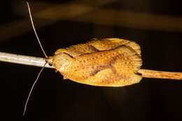 Image of Mountain Beech Flat Moth