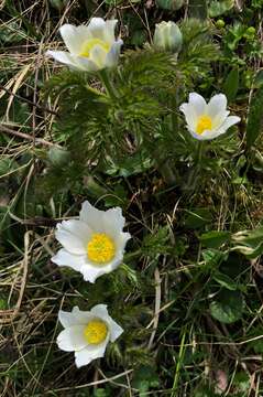 Image of Pulsatilla alpina subsp. alpina