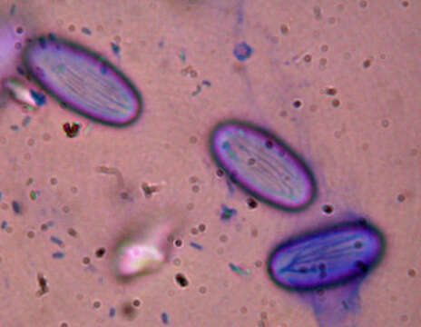 Plancia ëd Cheilymenia granulata (Bull.) J. Moravec 1990