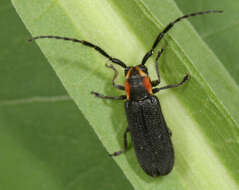 Image of Hemierana marginata ardens (Le Conte 1859)