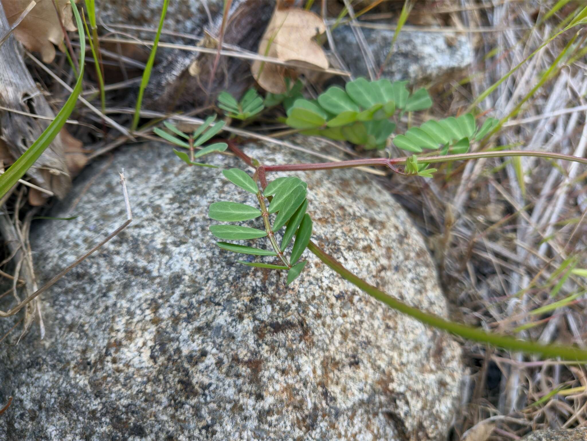 Image of goat pea