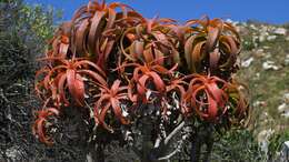 Image of Aloe pluridens Haw.