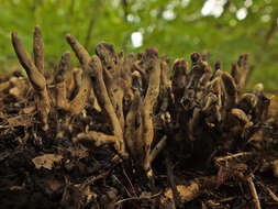 Слика од Xylaria friesii Læssøe 1992