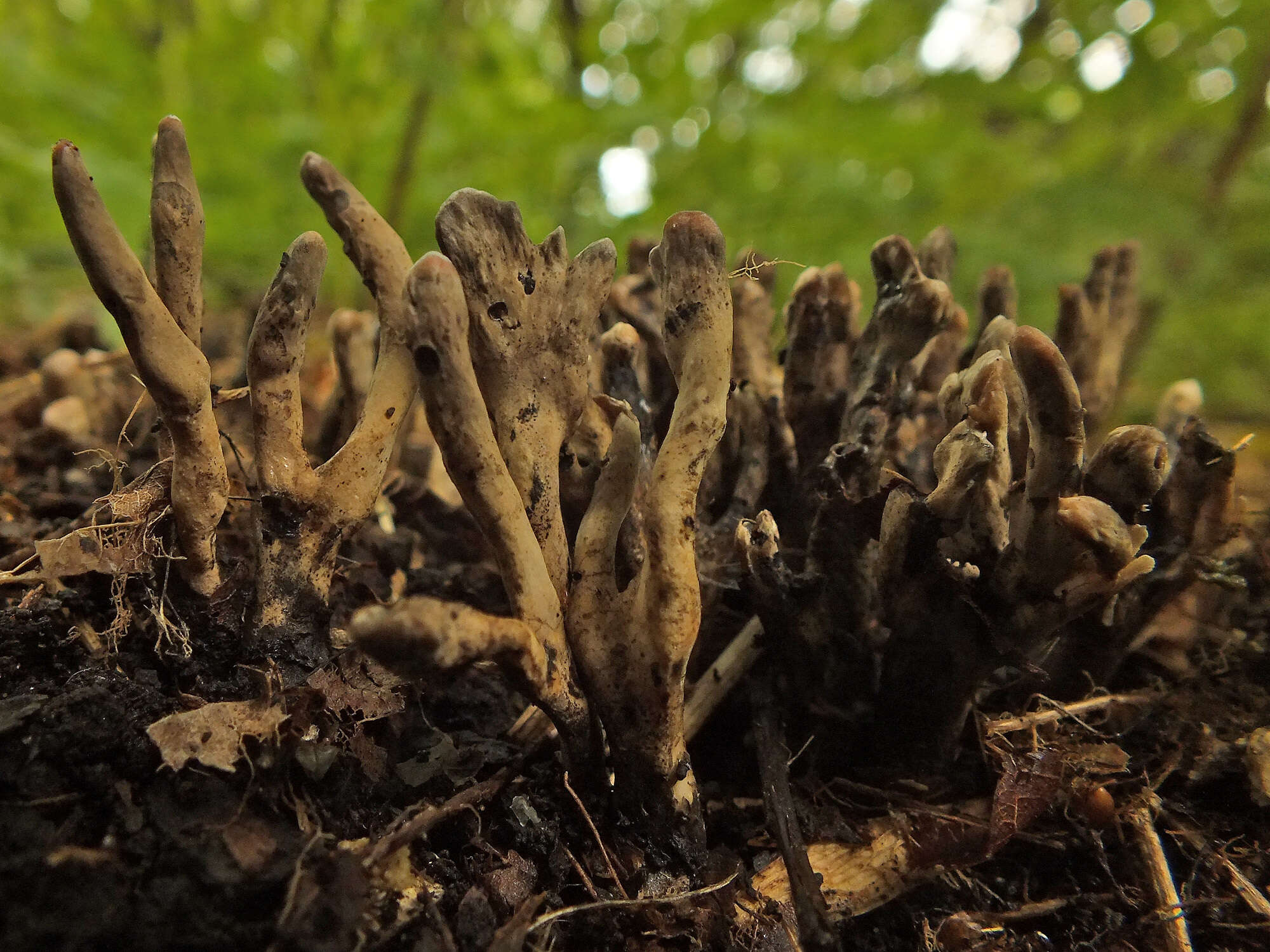 Слика од Xylaria friesii Læssøe 1992