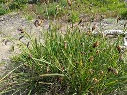 Image of Northwestern Showy Sedge