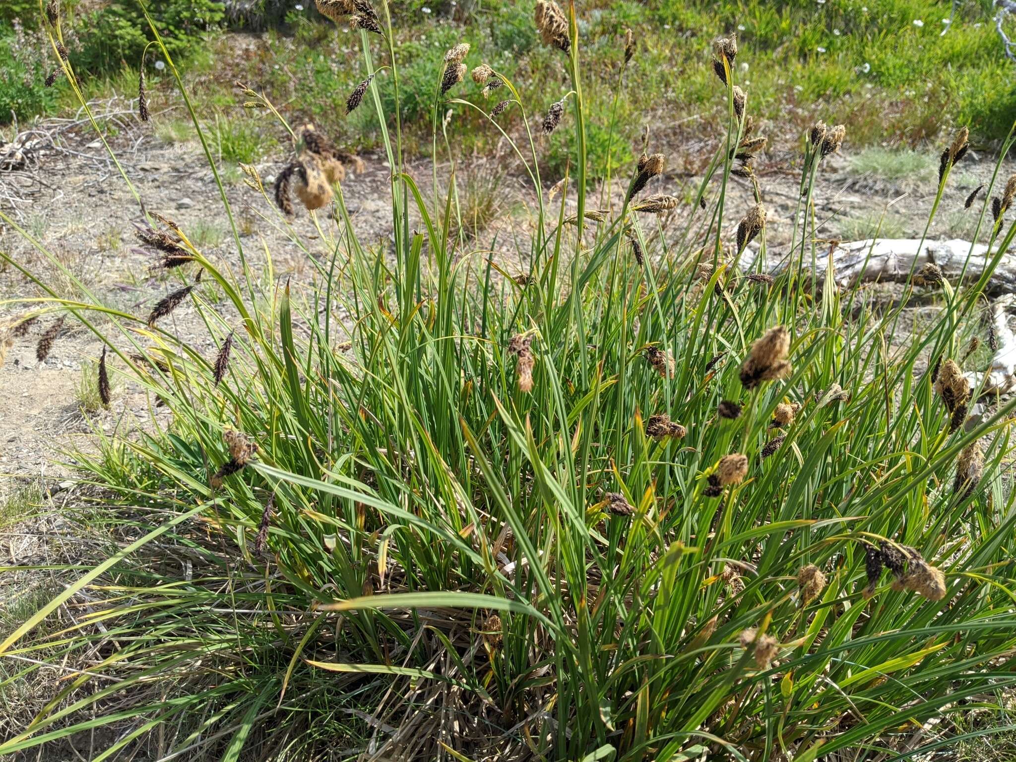 Image of Northwestern Showy Sedge