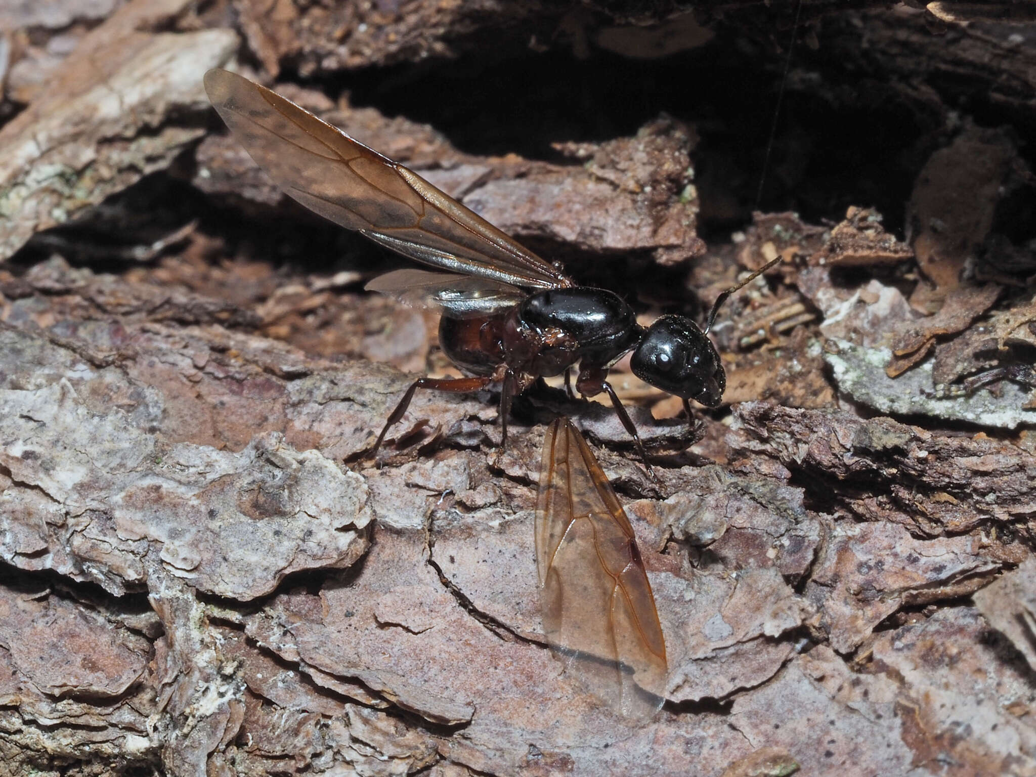 Слика од Camponotus ligniperdus (Latreille 1802)