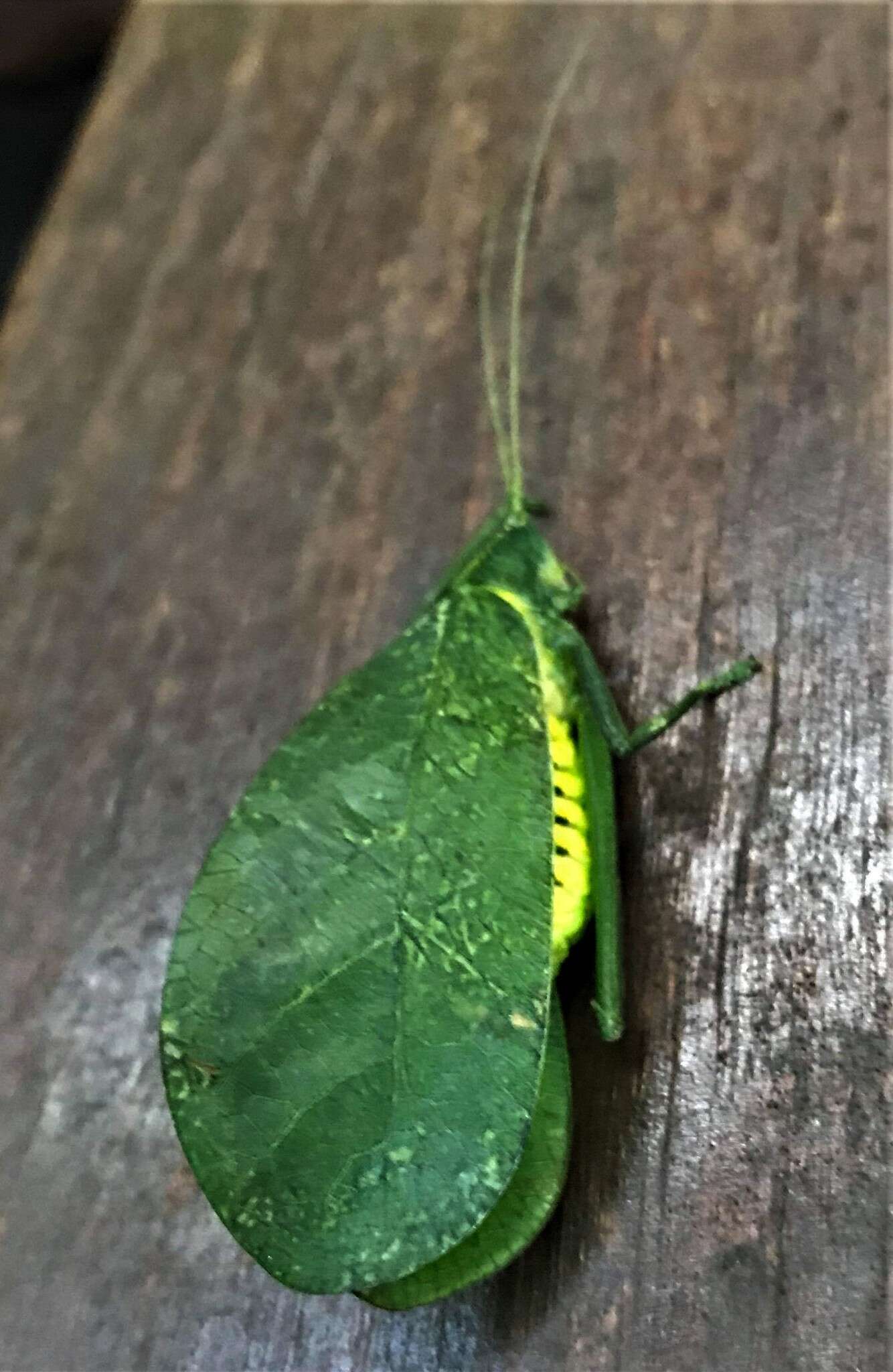 Image of Chloracantha hilleri Rentz, D. C. F., Y. Su & Ueshima 2015