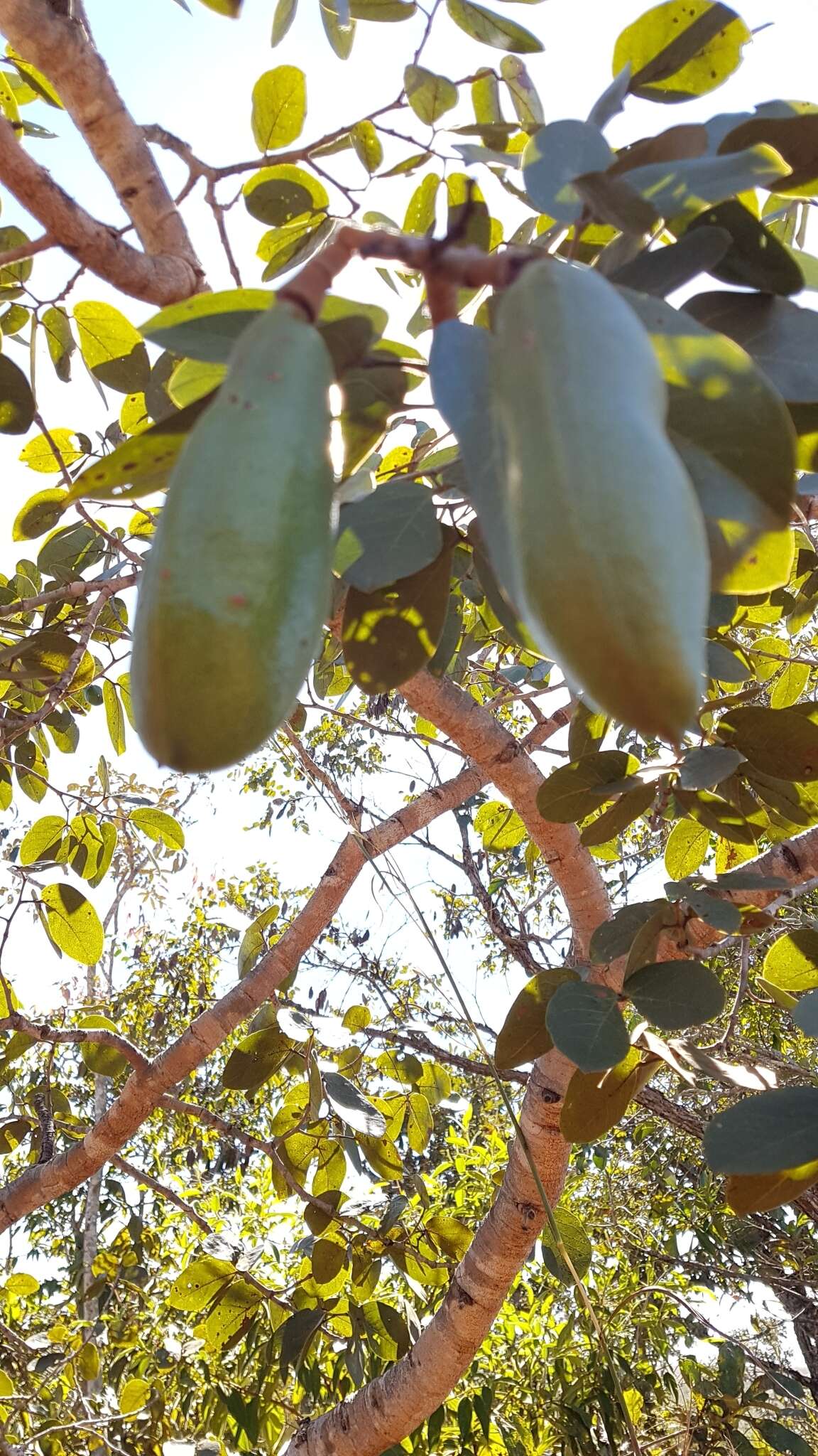 Image de Hymenaea stigonocarpa Hayne