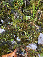 Image of chocolate chip lichen