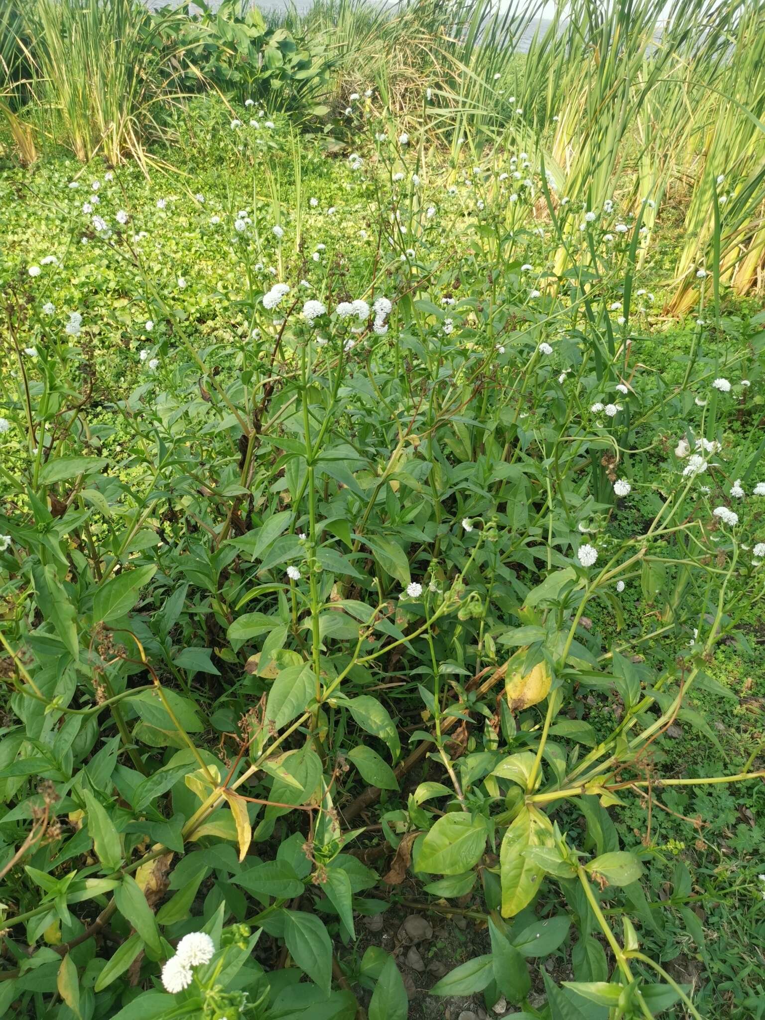 Gymnocoronis latifolia Hook. & Arn.的圖片