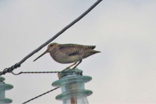 Image of Swinhoe's Snipe