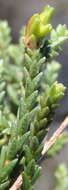 Image of Diosma prama I. Williams