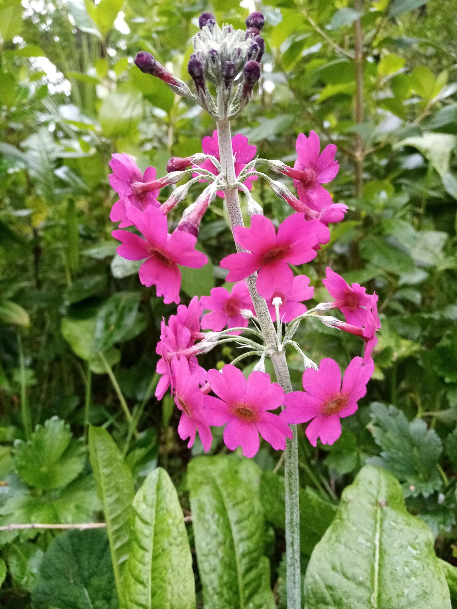 Image of Primula pulverulenta Duthie