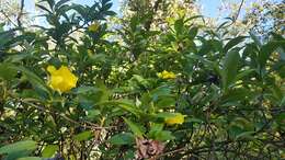 Image of Hibbertia scandens (Willd.) Gilg